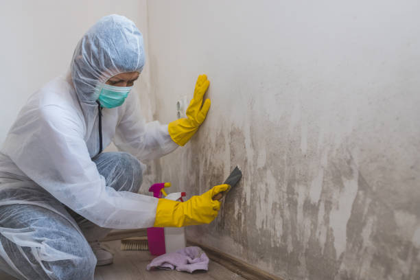 Best Affordable Mold Removal  in Wolcottville, IN
