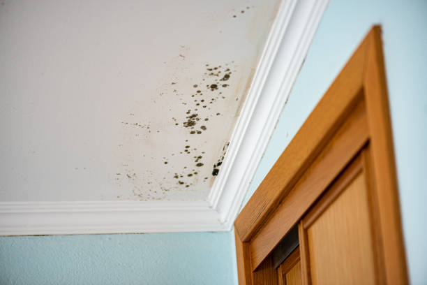Best Water Damage Restoration  in Wolcottville, IN