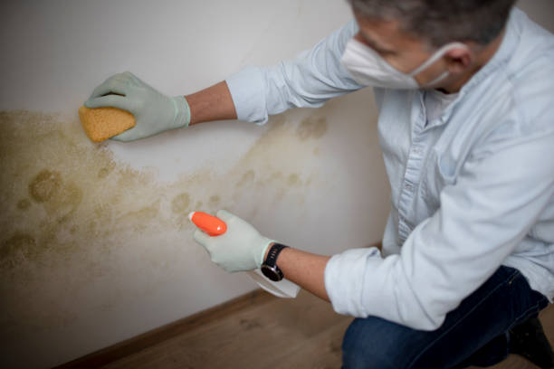 Best Certified Mold Removal  in Wolcottville, IN