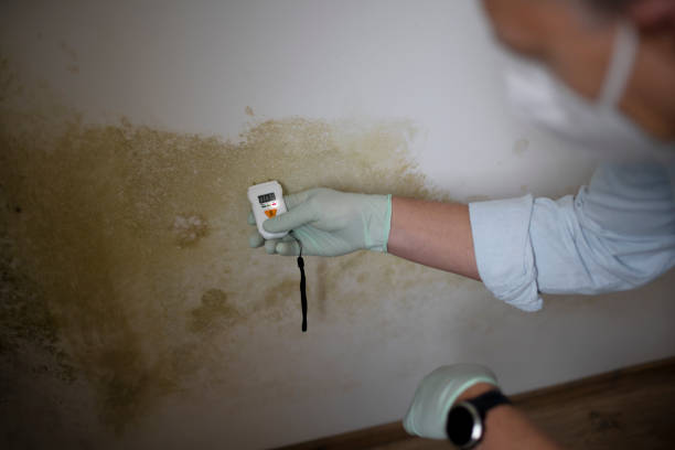 Best Residential Mold Removal  in Wolcottville, IN