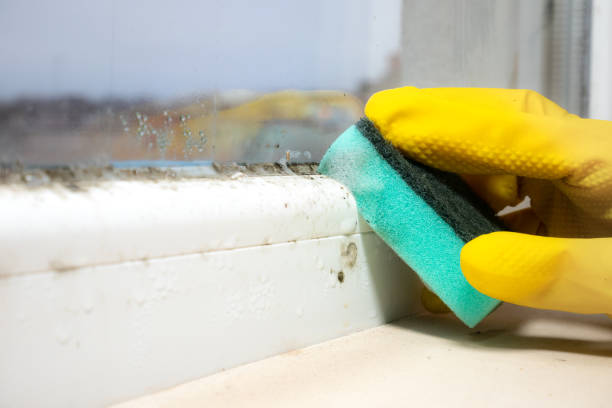 Best Mold Testing  in Wolcottville, IN
