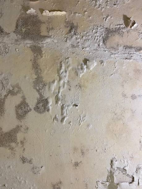 Best Mold Cleaning Services  in Wolcottville, IN