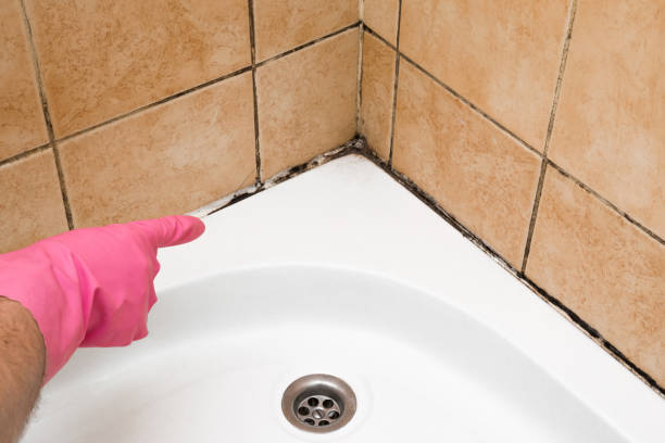 Best Mold Testing  in Wolcottville, IN