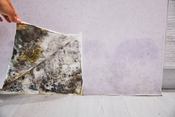 Best Professional Mold Removal  in Wolcottville, IN